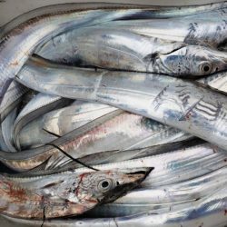 オーフリー 釣果