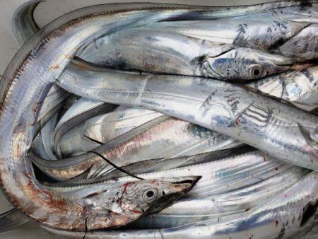 オーフリー 釣果