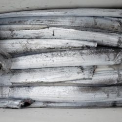 オーフリー 釣果