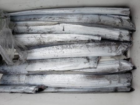 オーフリー 釣果