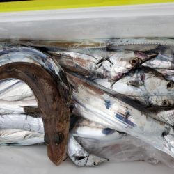 オーフリー 釣果