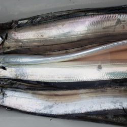 オーフリー 釣果