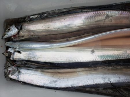 オーフリー 釣果