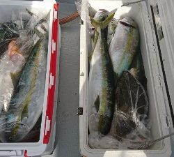 海龍丸(福岡) 釣果