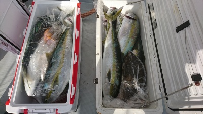 海龍丸(福岡) 釣果