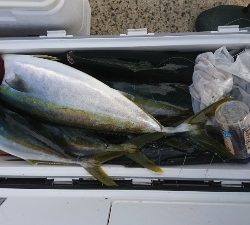 海龍丸(福岡) 釣果