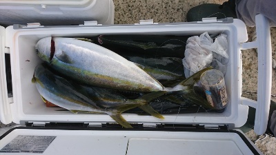 海龍丸(福岡) 釣果