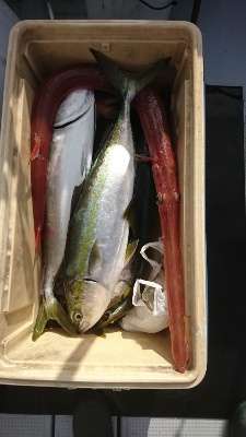 海龍丸(福岡) 釣果