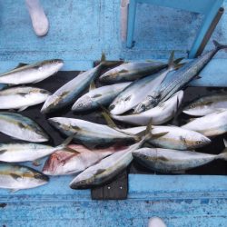 海宝丸 釣果