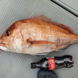 ブルーピア 釣果