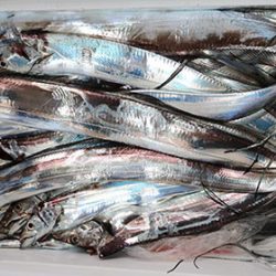 松本釣船２ 釣果