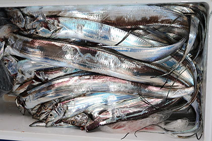 松本釣船２ 釣果