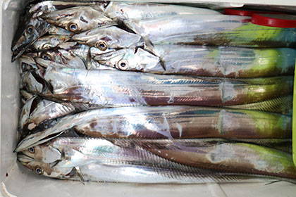 松本釣船２ 釣果