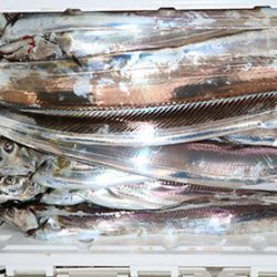 松本釣船２ 釣果