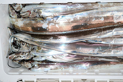 松本釣船２ 釣果