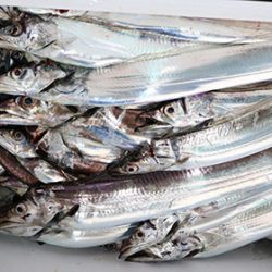 松本釣船２ 釣果