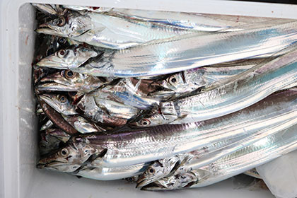 松本釣船２ 釣果