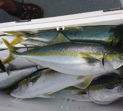 海龍丸（福岡） 釣果