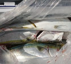 海龍丸（福岡） 釣果