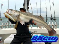 オーシャンマスター 釣果
