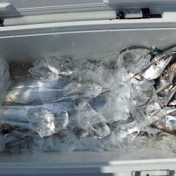 十八宝洋丸 釣果