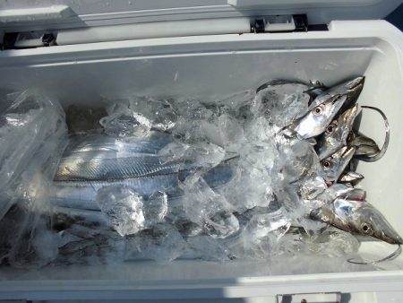 十八宝洋丸 釣果