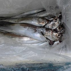 十八宝洋丸 釣果