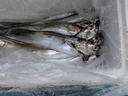 十八宝洋丸 釣果