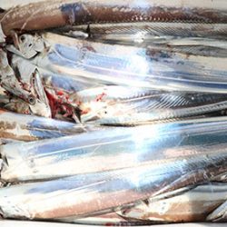 松本釣船２ 釣果