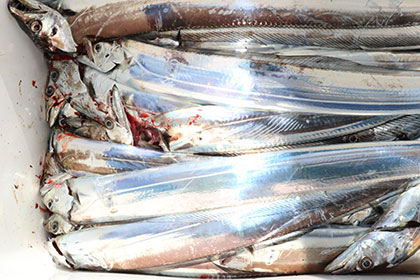 松本釣船２ 釣果