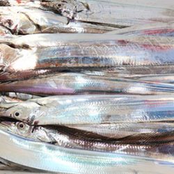 松本釣船２ 釣果