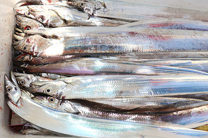 松本釣船２ 釣果