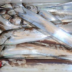 松本釣船２ 釣果