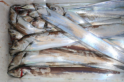 松本釣船２ 釣果