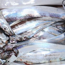 松本釣船２ 釣果