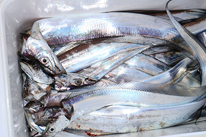 松本釣船２ 釣果