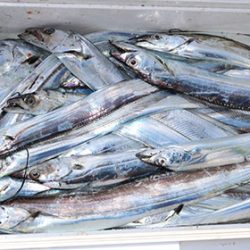 松本釣船２ 釣果