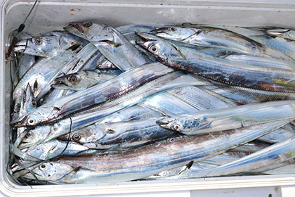 松本釣船２ 釣果