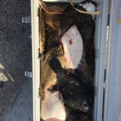 第八平成丸 釣果