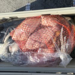 第八平成丸 釣果