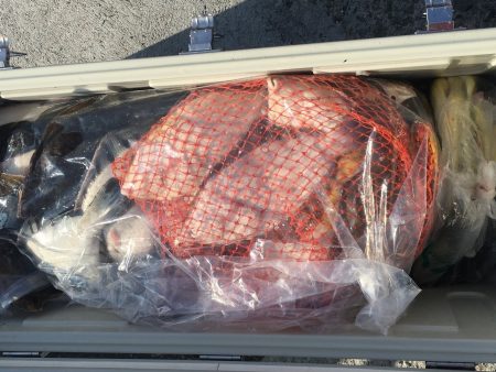 第八平成丸 釣果