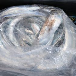 松本釣船２ 釣果