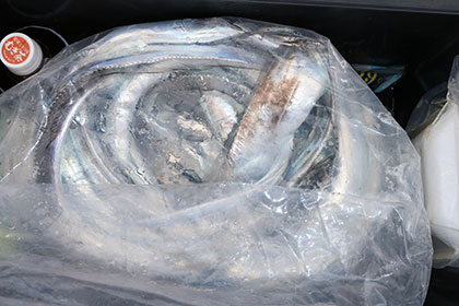 松本釣船２ 釣果