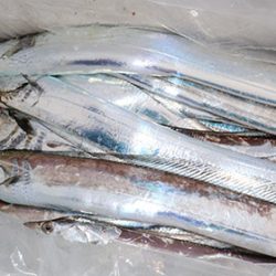 松本釣船２ 釣果