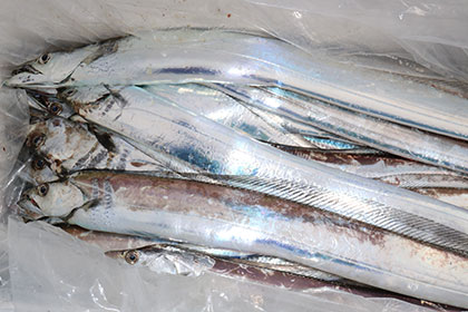 松本釣船２ 釣果