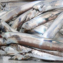 松本釣船２ 釣果