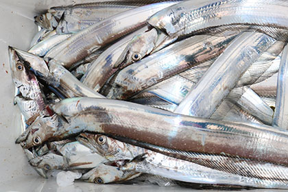 松本釣船２ 釣果