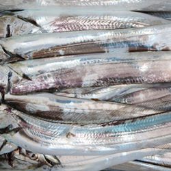 松本釣船２ 釣果