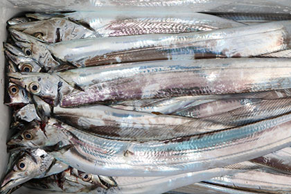 松本釣船２ 釣果