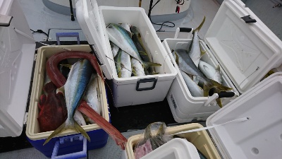 海龍丸（福岡） 釣果